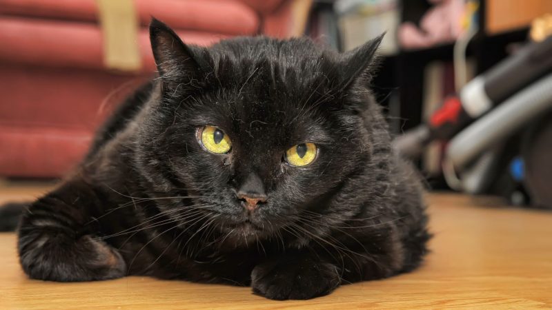 What I Learned from My Cat